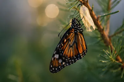 Butterfly Emerging from Chrysalis on Evergreen Twig
