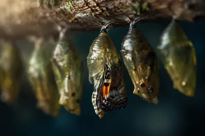 Butterfly Emerging From Evergreen Chrysalis