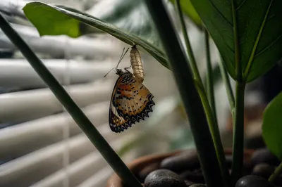 Newly Emerged Butterfly Under Evergreen Leaf