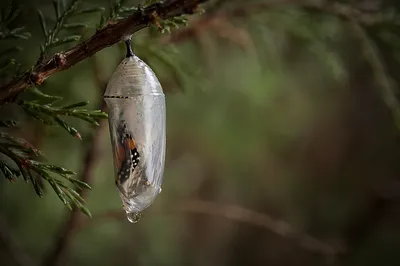 Butterfly Emerging from Chrysalis in Evergreen Forest