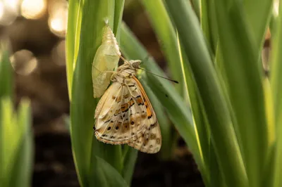 Butterfly Emerging from Pale Green Chrysalis