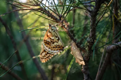 Newly Emerged Butterfly on Evergreen Twig
