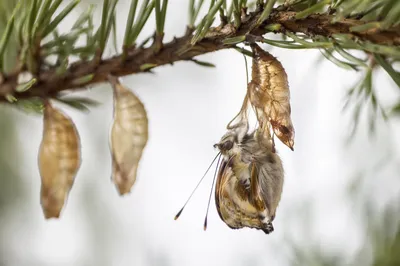 Butterfly Emerging From Evergreen Chrysalis