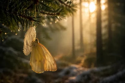 Golden Butterfly Emerging Beneath Evergreen Branch