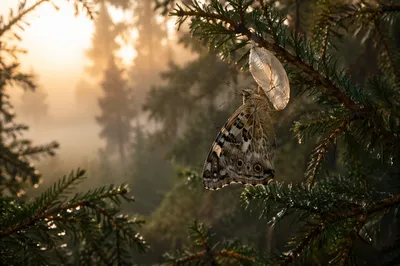 Butterfly Emerging from Cocoon at Dawn