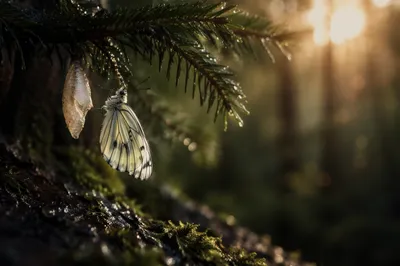 Newly Emerged Butterfly on Evergreen Branch