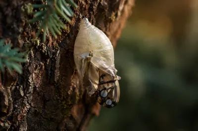 Butterfly Emerging From Cocoon on Evergreen Bark