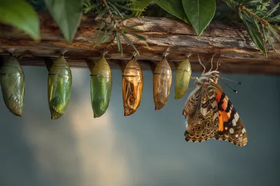 New Butterfly Emerging Beneath Evergreen Rail