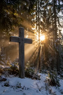 Wooden Cross in Winter Evergreen Light