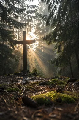 Wooden Cross in Morning Forest Light