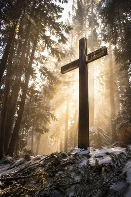 Wooden Cross in Snowy Evergreen Light