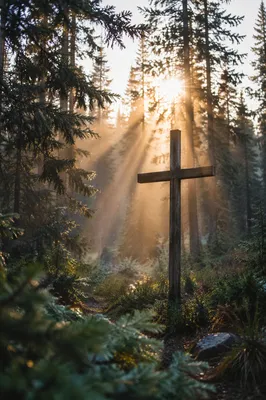 Wooden Cross in Evergreen Light Rays
