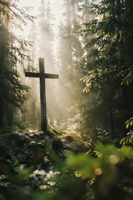 Wooden Cross in Misty Evergreen Light