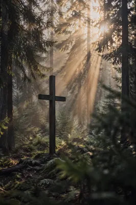 Wooden Cross with Sun Rays in Forest