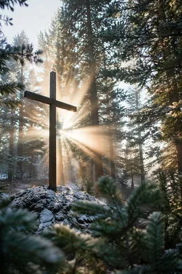 Wooden Cross in Evergreen Sunbeams