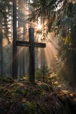 Wooden Cross in Misty Evergreen Light