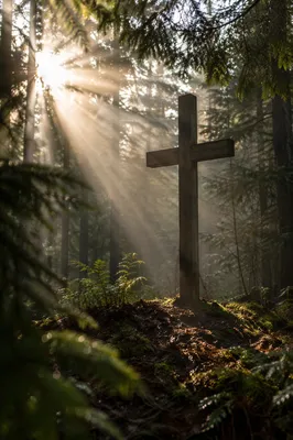 Wooden Cross in Evergreen Forest Light