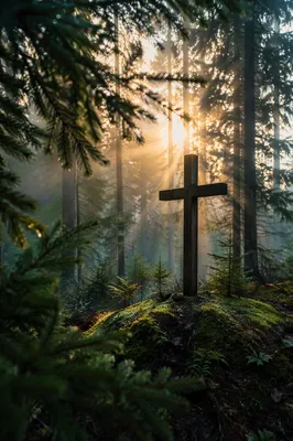 Wooden Cross in Dawn Evergreen Light