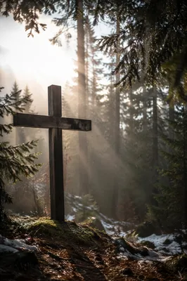 Evergreen Forest Cross with Morning Light