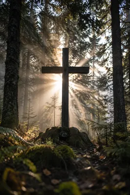 Wooden Cross in Evergreen Morning Light