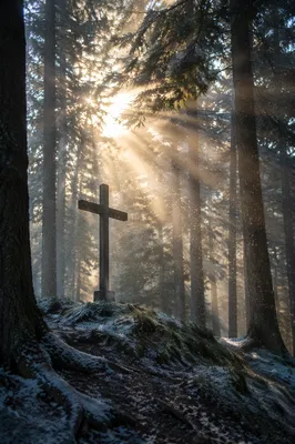 Wooden Cross in Evergreen Dawn Rays