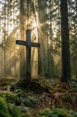 Weathered Cross in Evergreen Light Rays