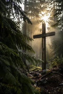 Wooden Cross in Misty Evergreen Light