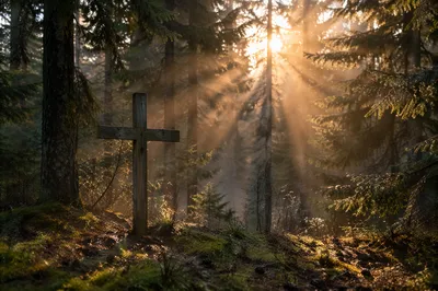Wooden Cross with Sunrise Rays in Evergreens