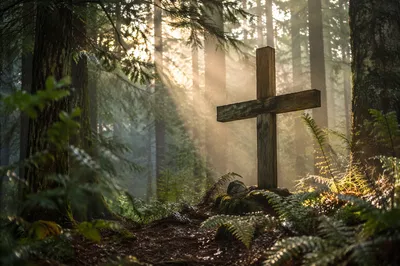 Wooden Cross in Misty Evergreen Light