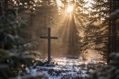 Evergreen Forest Cross with Morning Rays