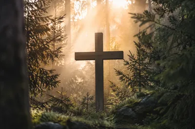 Wooden Cross in Morning Forest Light