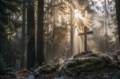 Wooden Cross in Evergreen Morning Light