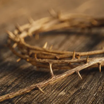 Crown of Thorns on Weathered Wood