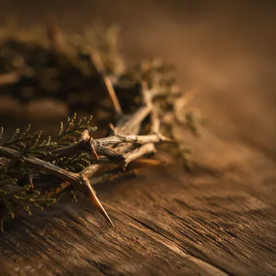 Evergreen Crown of Thorns on Wood