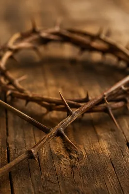 Crown of Thorns on Weathered Wood