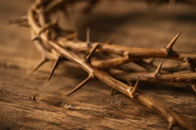 Crown of Thorns on Weathered Wood