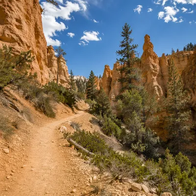 Evergreen Canyon Desert Trail in Sunlight