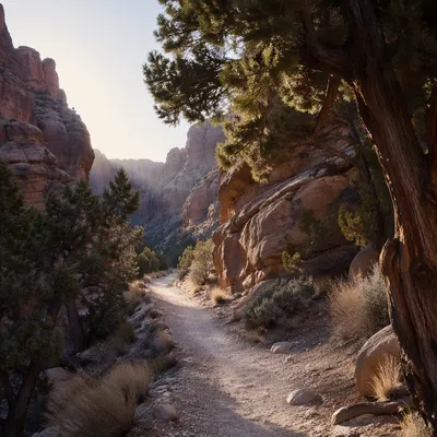 Desert Canyon Path with Evergreen Junipers
