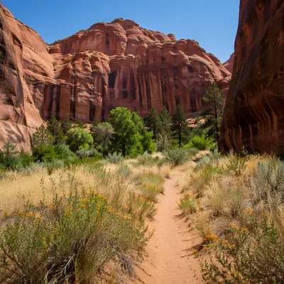 Desert Path Through Evergreen Canyon