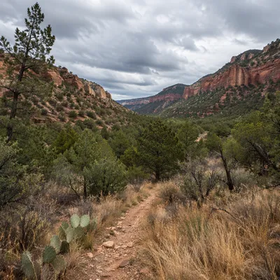Desert Path Through Evergreen Canyon Valley