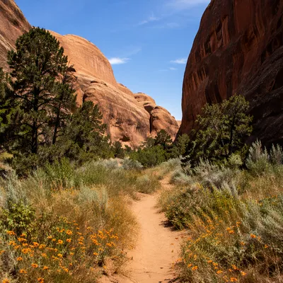 Evergreen Canyon Path Through Desert Oasis