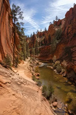 Winding Desert Canyon Path with Evergreens