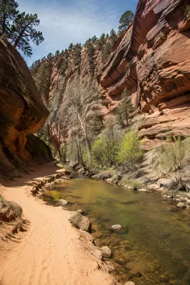 Desert Canyon Path with Evergreen Junipers