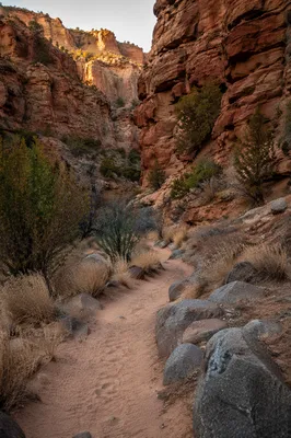 Desert Canyon Path with Evergreen Junipers