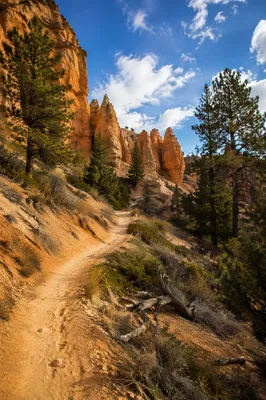 Winding Desert Canyon Trail with Evergreens