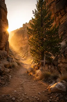 Evergreen Hope Along a Desert Canyon Path