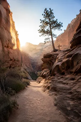 Evergreen Cross Along Desert Canyon Path