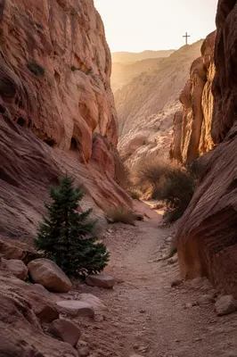Evergreen Cedar Along Desert Canyon Path