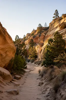 Evergreen Desert Path Through Sandstone Canyon