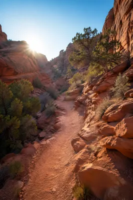 Evergreen Desert Path Through Red Canyon